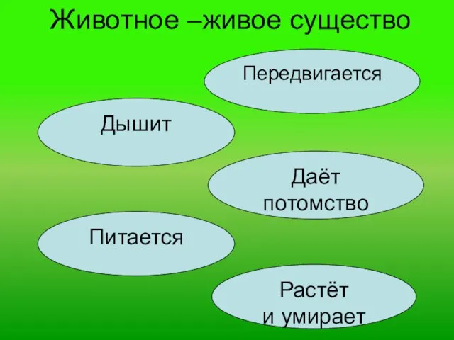 Животное –живое существо Дышит Питается Передвигается Растёт и умирает Даёт потомство