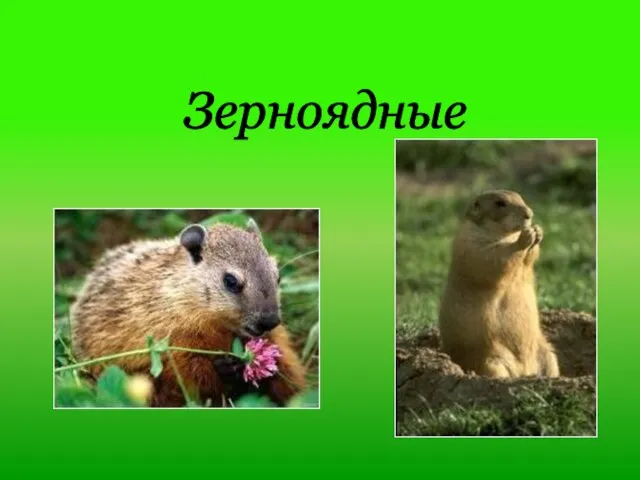 Зерноядные