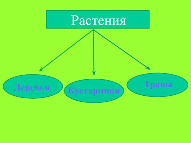 Растения Деревья Кустарники Травы