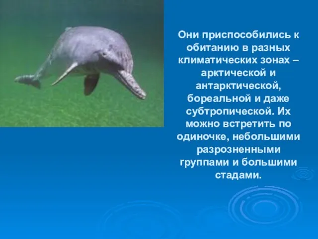 Они приспособились к обитанию в разных климатических зонах – арктической и антарктической,