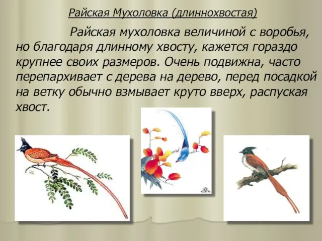 Райская Мухоловка (длиннохвостая) Райская мухоловка величиной с воробья, но благодаря длинному хвосту,