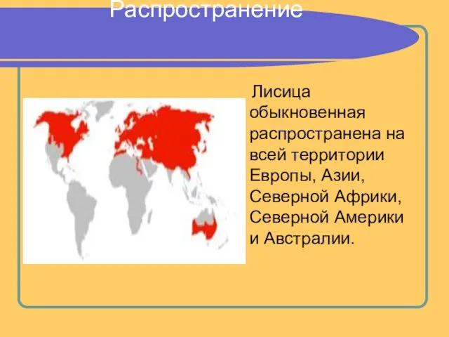 Распространение Лисица обыкновенная распространена на всей территории Европы, Азии, Северной Африки, Северной Америки и Австралии.