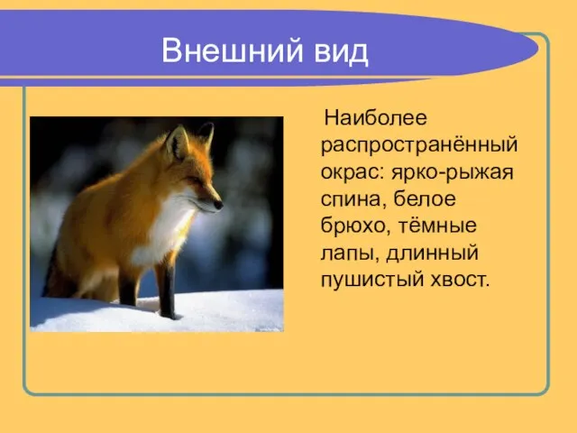 Внешний вид Наиболее распространённый окрас: ярко-рыжая спина, белое брюхо, тёмные лапы, длинный пушистый хвост.