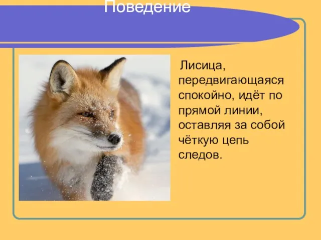 Поведение Лисица, передвигающаяся спокойно, идёт по прямой линии, оставляя за собой чёткую цепь следов.