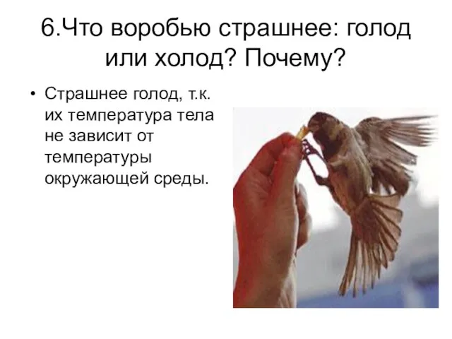 6.Что воробью страшнее: голод или холод? Почему? Страшнее голод, т.к. их температура