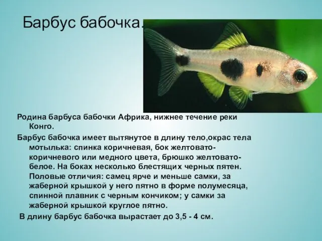 Барбус бабочка. Родина барбуса бабочки Африка, нижнее течение реки Конго. Барбус бабочка