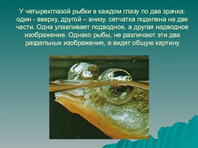 У четырехглазой рыбки в каждом глазу по два зрачка: один - вверху,