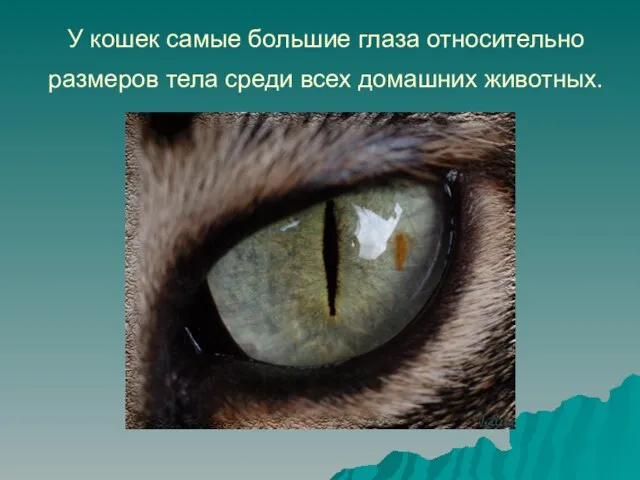 У кошек самые большие глаза относительно размеров тела среди всех домашних животных.