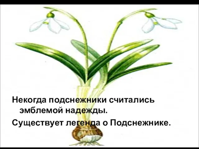 Некогда подснежники считались эмблемой надежды. Существует легенда о Подснежнике.