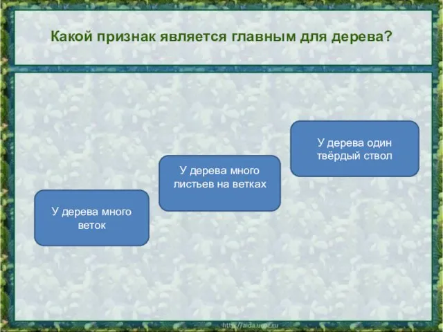 Какой признак является главным для дерева? У дерева один твёрдый ствол У