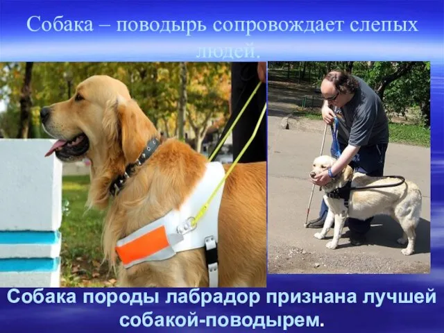 Собака – поводырь сопровождает слепых людей. Собака породы лабрадор признана лучшей собакой-поводырем.