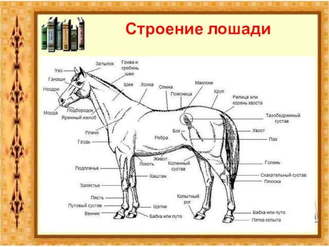 Строение лошади