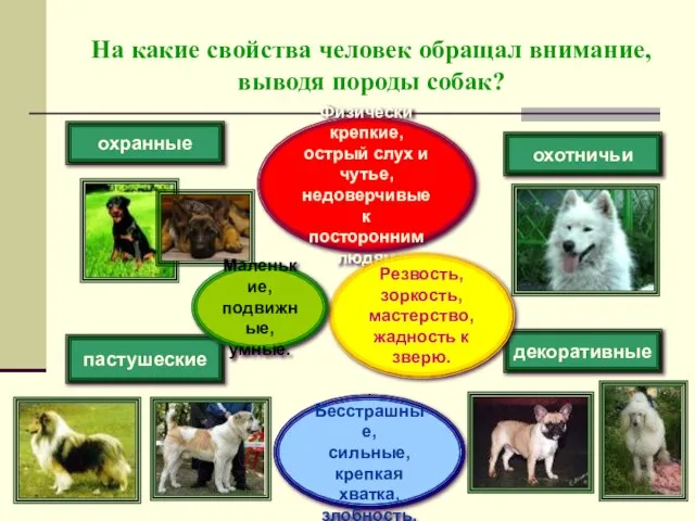 На какие свойства человек обращал внимание, выводя породы собак? охранные пастушеские охотничьи