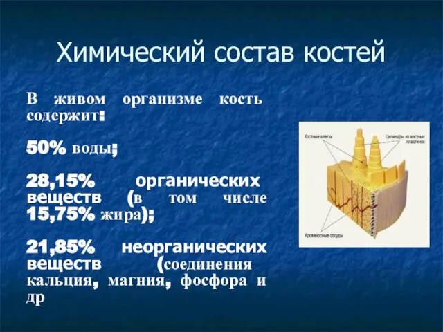 Химический состав костей В живом организме кость содержит: 50% воды; 28,15% органических