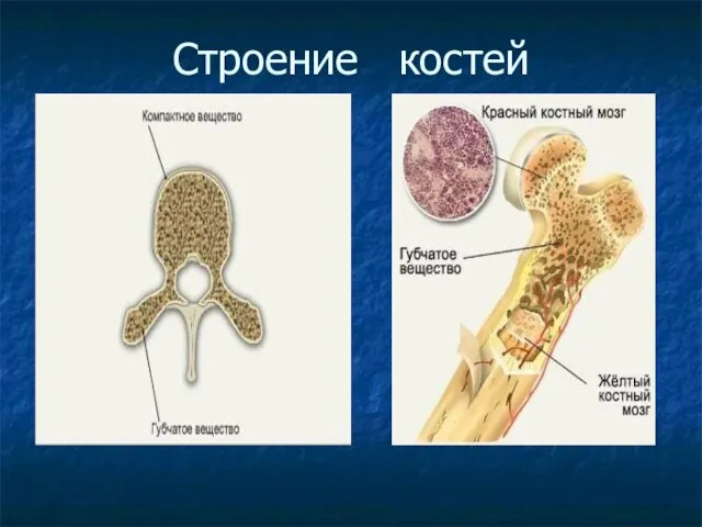 Строение костей