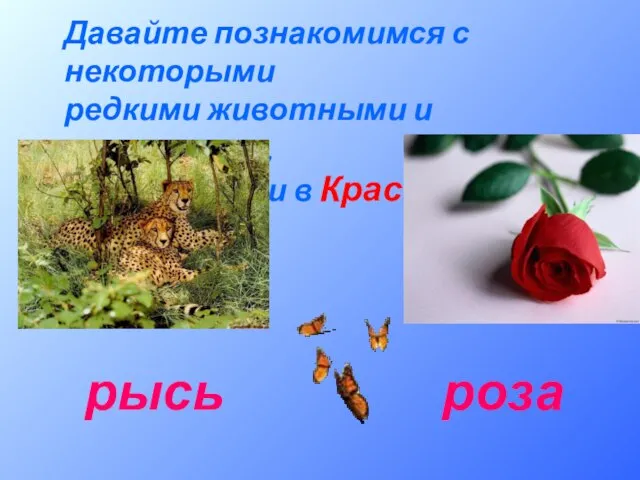Давайте познакомимся с некоторыми редкими животными и растениями, занесенными в Красную книгу. рысь роза