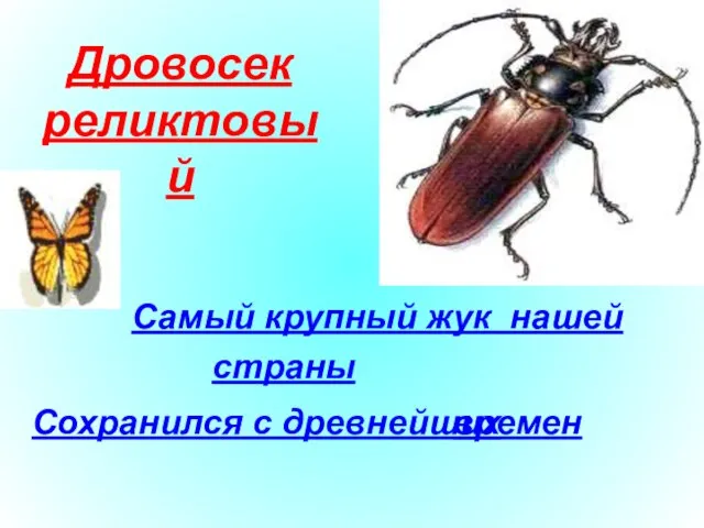 Дровосек реликтовый Самый крупный жук нашей страны Сохранился с древнейших времен