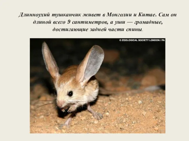 Длинноухий тушканчик живет в Монголии и Китае. Сам он длиной всего 9