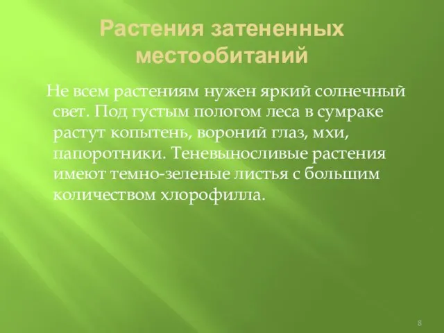 Растения затененных местообитаний Не всем растениям нужен яркий солнечный свет. Под густым