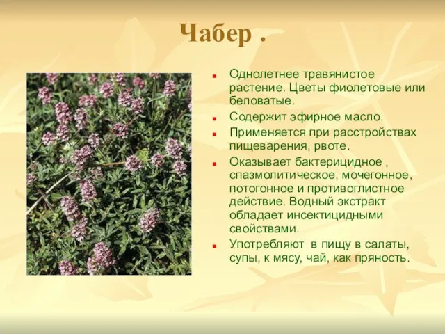 Чабер . Однолетнее травянистое растение. Цветы фиолетовые или беловатые. Содержит эфирное масло.