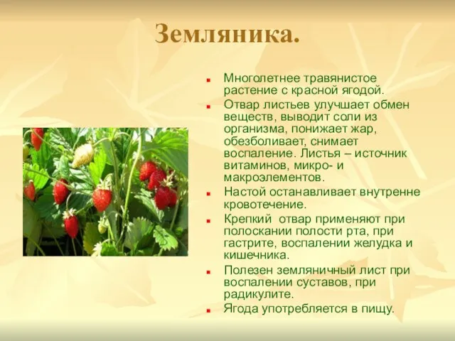 Земляника. Многолетнее травянистое растение с красной ягодой. Отвар листьев улучшает обмен веществ,