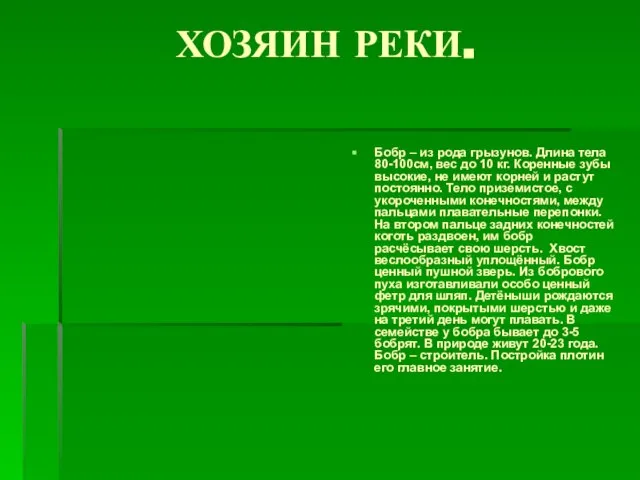 ХОЗЯИН РЕКИ. Бобр – из рода грызунов. Длина тела 80-100см, вес до