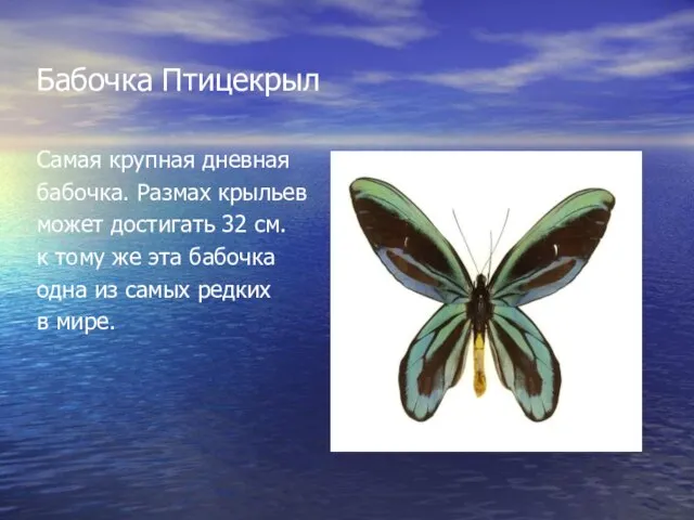 Бабочка Птицекрыл Самая крупная дневная бабочка. Размах крыльев может достигать 32 см.