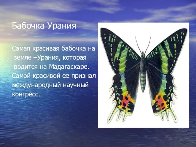 Бабочка Урания Самая красивая бабочка на земле –Урания, которая водится на Мадагаскаре.