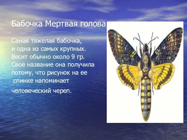 Бабочка Мертвая голова Самая тяжелая бабочка, и одна из самых крупных. Весит