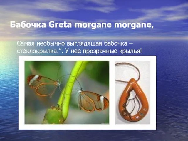 Бабочка Greta morgane morgane, Самая необычно выглядящая бабочка – стеклокрылка.”. У нее прозрачные крылья!