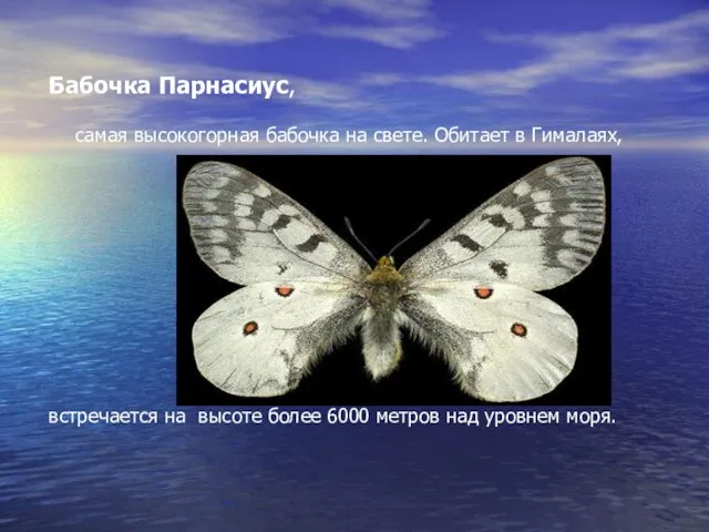 Бабочка Парнасиус, самая высокогорная бабочка на свете. Обитает в Гималаях, встречается на