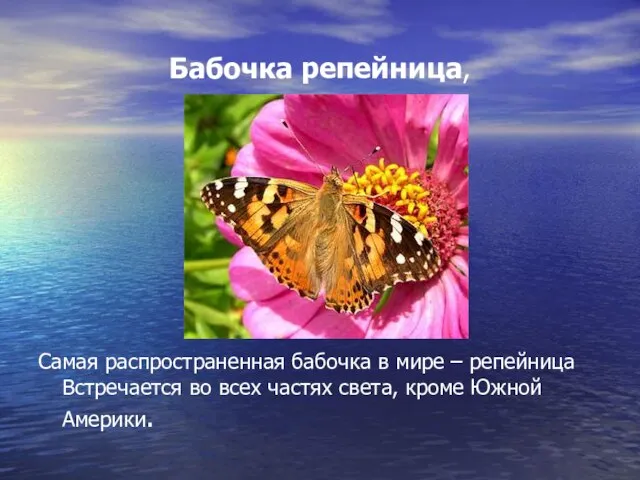 Бабочка репейница, Самая распространенная бабочка в мире – репейница Встречается во всех