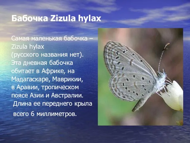 Бабочка Zizula hylax Самая маленькая бабочка – Zizula hylax (русского названия нет).