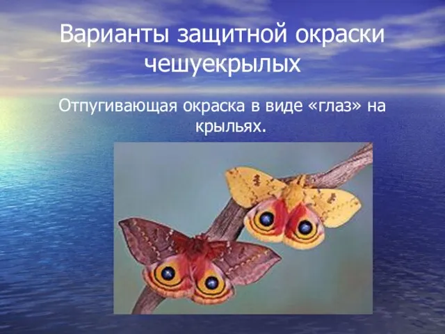 Варианты защитной окраски чешуекрылых Отпугивающая окраска в виде «глаз» на крыльях.