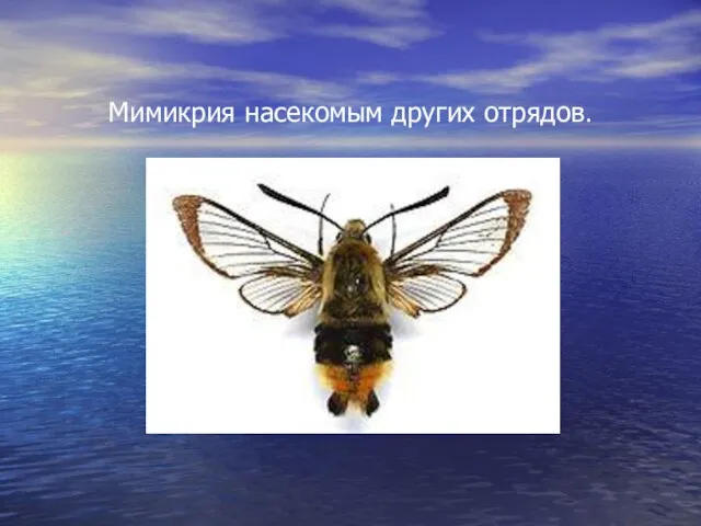 Мимикрия насекомым других отрядов.