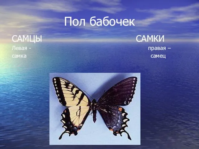 Пол бабочек САМЦЫ САМКИ Левая - правая – самка самец