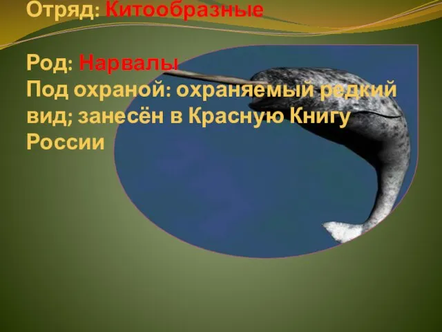 Отряд: Китообразные Род: Нарвалы Под охраной: охраняемый редкий вид; занесён в Красную Книгу России