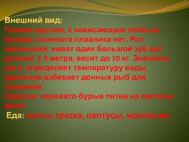 Внешний вид: Голова круглая, с нависающим лобным бугром; спинного плавника нет. Рот