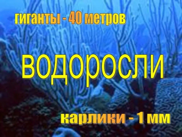 гиганты - 40 метров карлики - 1 мм водоросли