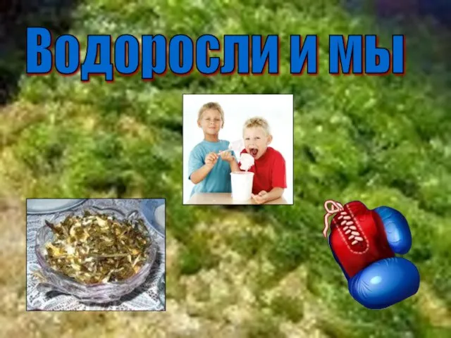 Водоросли и мы