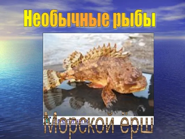 Необычные рыбы Морской ёрш