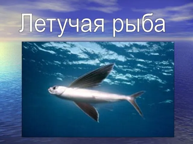 Летучая рыба