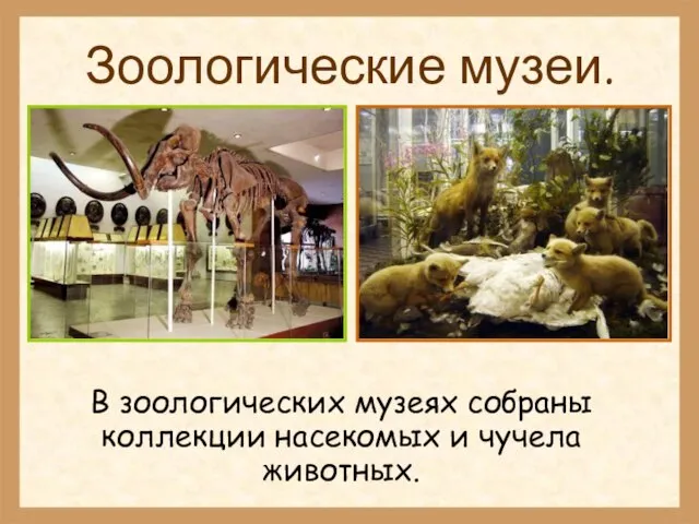 Зоологические музеи. В зоологических музеях собраны коллекции насекомых и чучела животных.