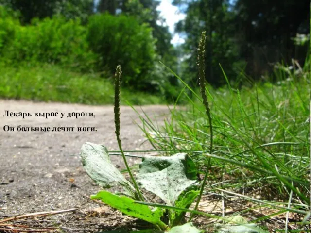 Лекарь вырос у дороги, Он больные лечит ноги.