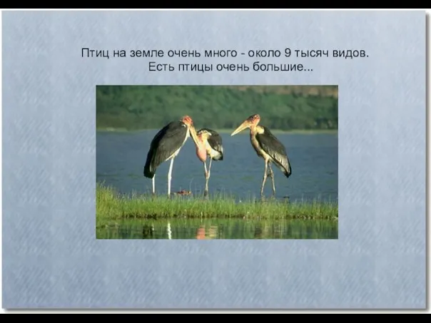 Птиц на земле очень много - около 9 тысяч видов. Есть птицы очень большие...