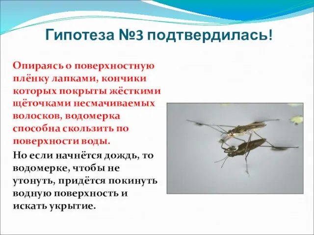 Гипотеза №3 подтвердилась! Опираясь о поверхностную плёнку лапками, кончики которых покрыты жёсткими