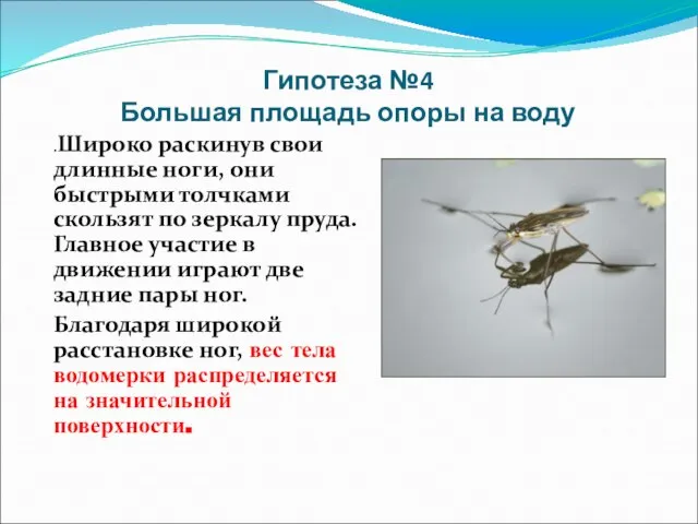 Гипотеза №4 Большая площадь опоры на воду .Широко раскинув свои длинные ноги,