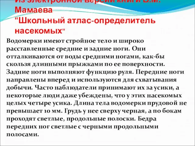 Из электронной версии книги Б.М. Мамаева "Школьный атлас-определитель насекомых" Водомерки имеют стройное