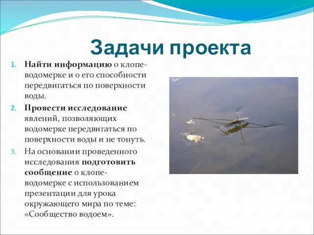 Задачи проекта Найти информацию о клопе-водомерке и о его способности передвигаться по