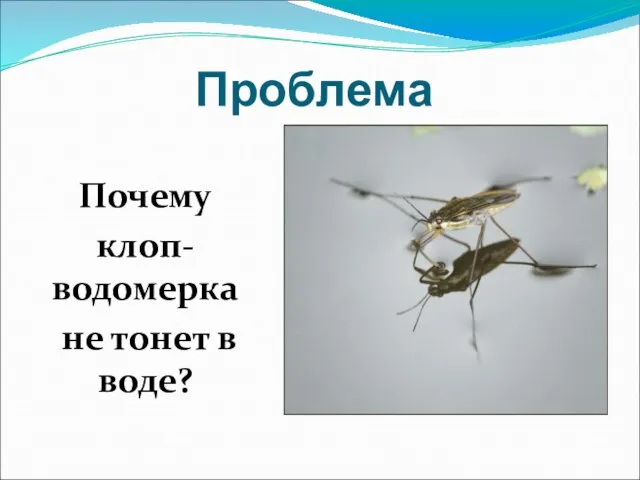 Проблема Почему клоп-водомерка не тонет в воде?